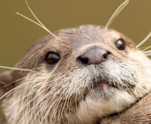 Online campaign urges people not to buy, eat, wear or own protected wildlife species and their products