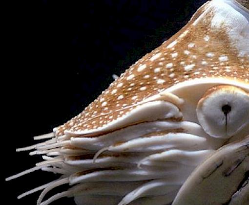 New enforcement tools to help curb the illegal seashell trade in India