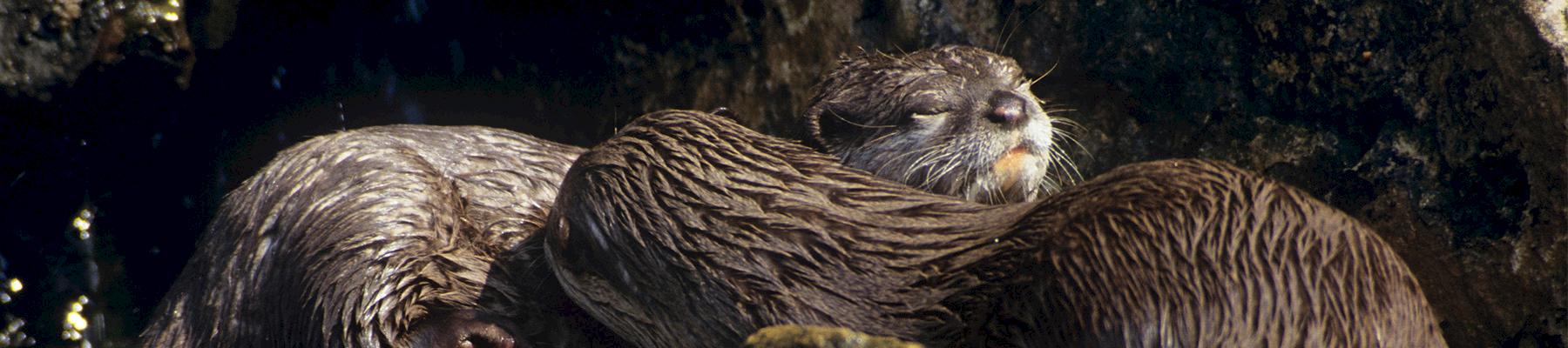 Asian Small-clawed Otter. Photo: David Lawson / WWF-UK