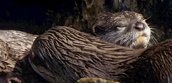 Asian Small-clawed Otter. Photo: David Lawson / WWF-UK