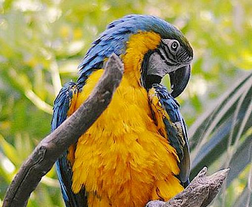The role of France in wildlife trade: an analysis of CITES trade and Seizure data