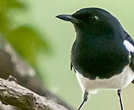 Smuggled for its Song: The Trade in Malaysia’s Oriental Magpie-robins