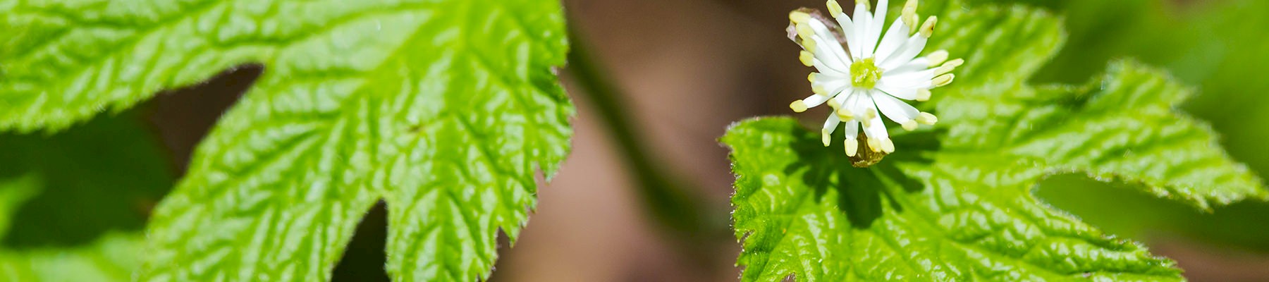 Goldenseal Hydrastis canadensis © Melissa McMasters / CC Generic 2.0