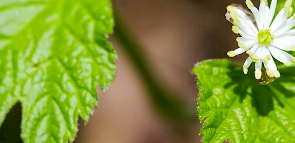 Goldenseal Hydrastis canadensis © Melissa McMasters / CC Generic 2.0