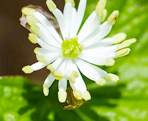 Unregulated wild collection and habitat loss lead to Vulnerable status for medicinal Goldenseal
