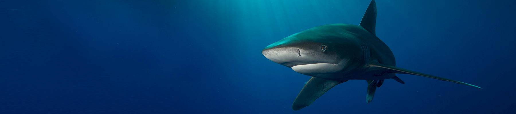Oceanic Whitetip Shark Carcharhinus longimanus. Photo: Elke Bojanowski / WWF-HK