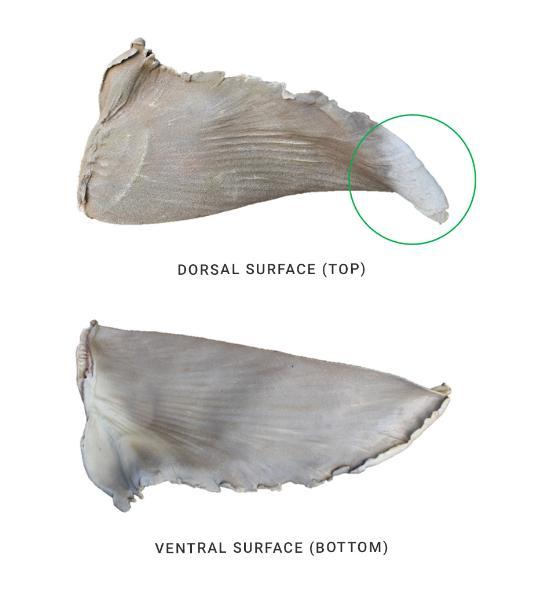 Identifying the Pectoral fins