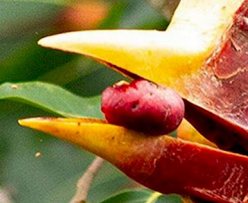 Critically Endangered Hornbill gets a protection boost in Thailand.