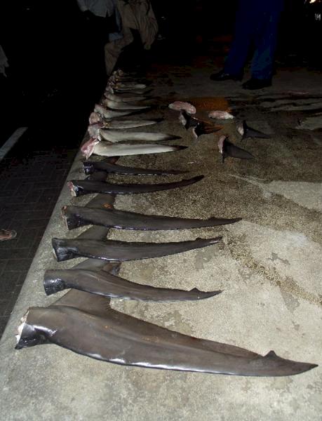 Shark fins including from Bigeye Thresher Sharks in trade. Photo: Markus Bürgener