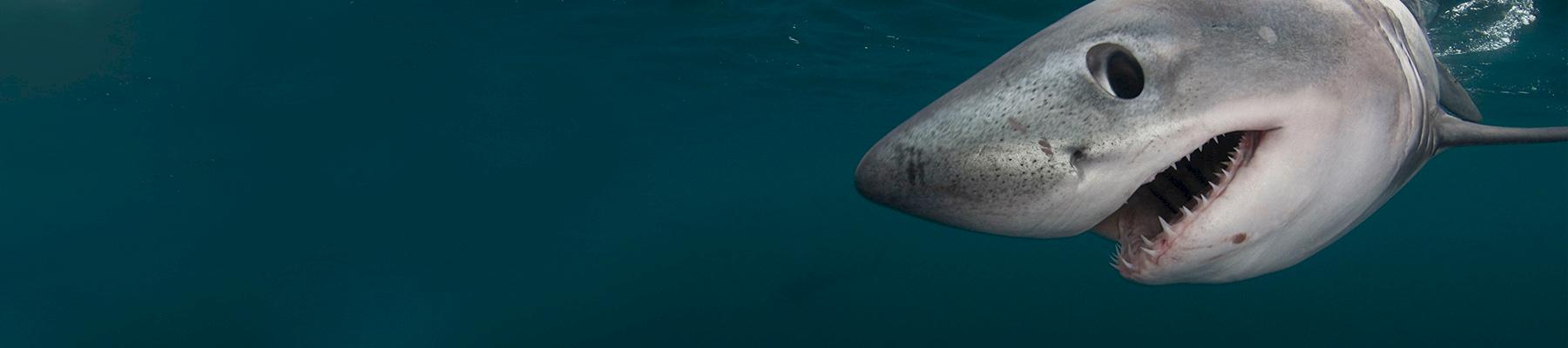Porbeagle shark Lamna nasus. Photo: naturepl.com / Doug Perrine / WWF