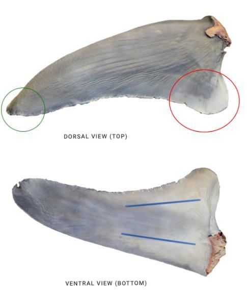 Identifying the pectoral fin