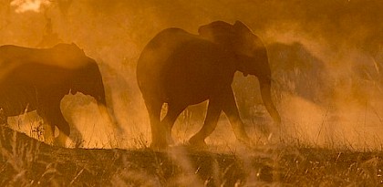 The US Elephant Ivory Market: A New Baseline