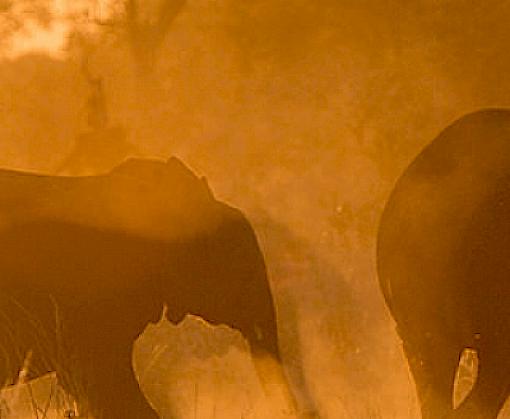 The US Elephant Ivory Market: A New Baseline