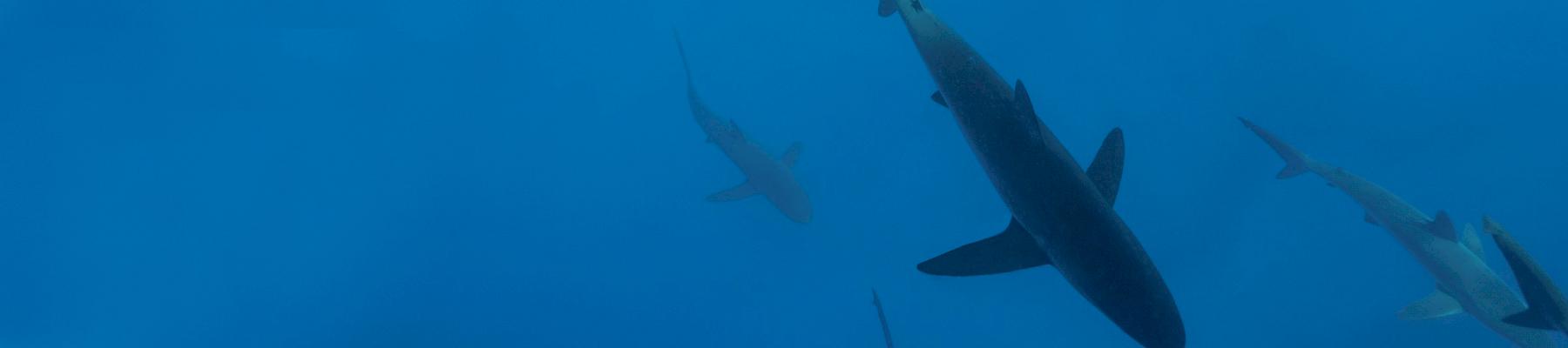 Several Silky Sharks Carcharhinus falciformis. Photo:  Daniel Versteeg / WWF