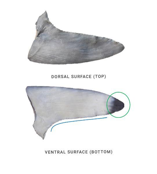 Identifying the pectoral fin