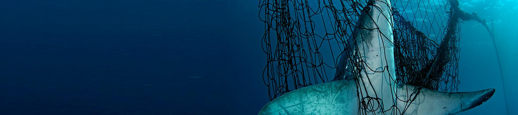 A Thresher shark Alopias vulpinus is fatally caught in a fishing net. Photo: Brian J. Skerry / National Geographic Stock / WWF