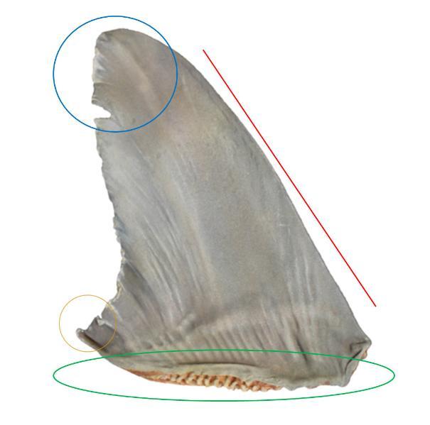 Identifying the dorsal fin
