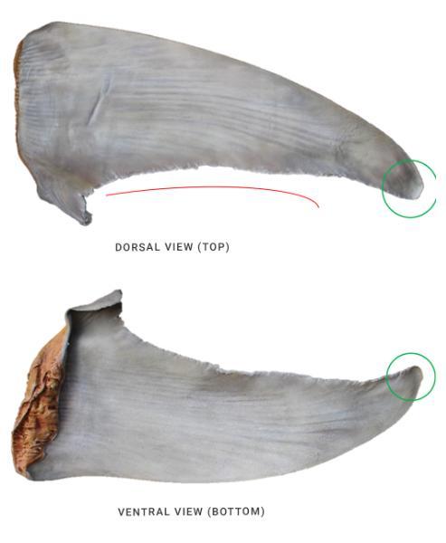 IDENTIFICATION DE LA NAGEOIRE PECTORALE