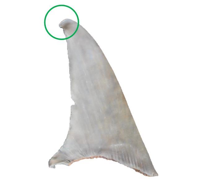 Identifying the dorsal fin