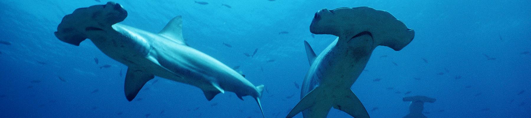 Shoal of scalloped hammerhead sharks Sphyrna lewini. Photo: naturepl.com / Doug Perrine / WWF