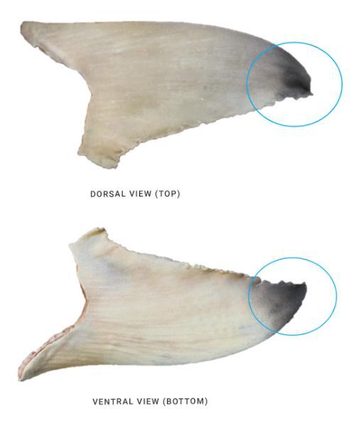 IDENTIFICATION DE LA NAGEOIRE PECTORALE