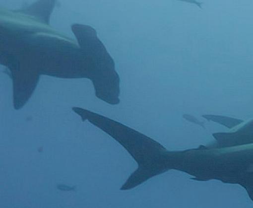 Using technology to save the oceans: new tool to detect illegal fishing