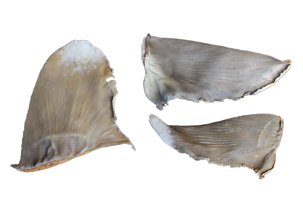 TEST YOUR SHARK FIN ID SKILLS