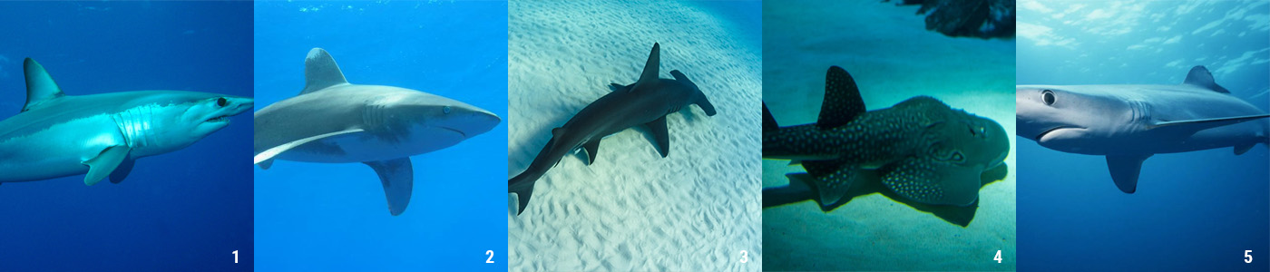 The fins belong to an oceanic Whitetip Shark (box 2). The first fin is the dorsal fin, the second are pectoral fins.