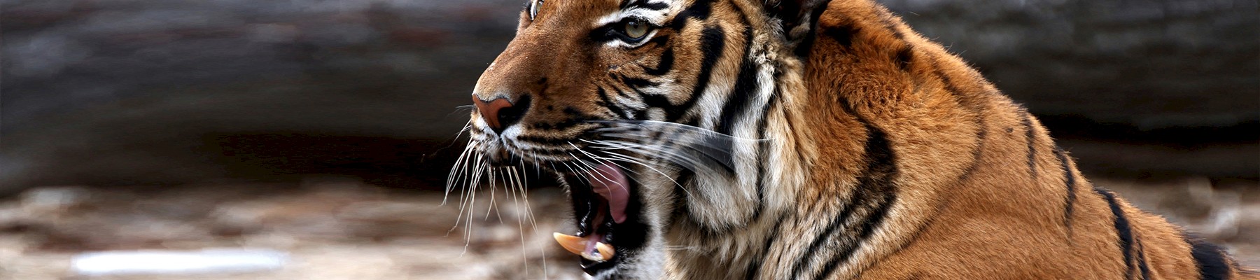 © Kabir Backie / WWF-Greater Mekong