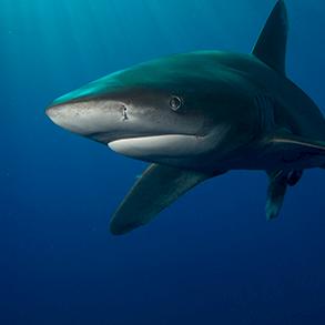 OCEANIC WHITETIP DORSAL