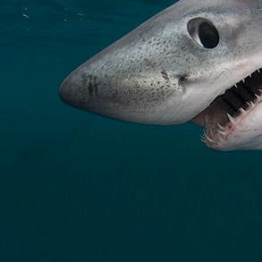 PORBEAGLE DORSAL