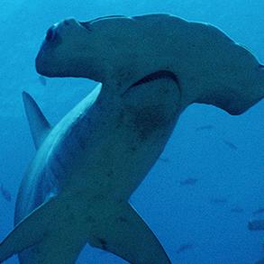 SCALLOPED HAMMERHEAD DORSAL