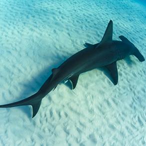 DORSALE DE GRAND REQUIN-MARTEAU