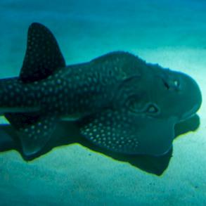 BOWMOUTH GUITARFISH DORSAL