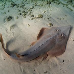 GIANT GUITARFISH DORSAL