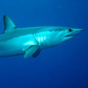 SHORTFIN MAKO DORSAL