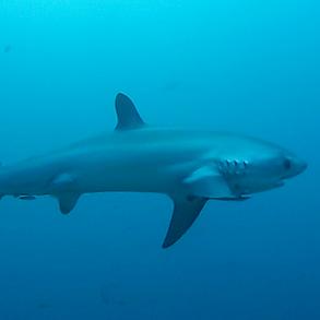深海长尾鲨 胸鳍