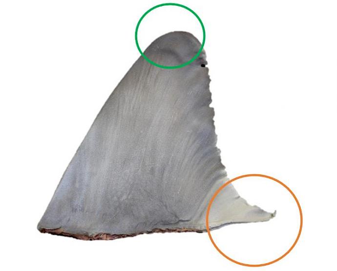Identifying the dorsal fin