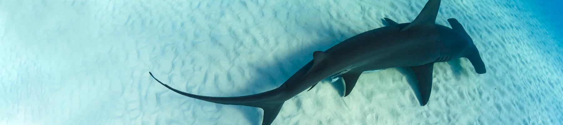 Great hammerhead Sphyrna mokarran on the ocean floor near the Bihimi islands, Bahamas, Caribbean. Photo:  Joost van Uffelen / WWF