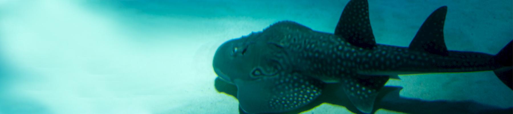 Bowmouth Guitarfish Rhina ancylostoma. Photo: