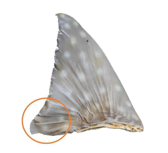 Identifying the dorsal fin