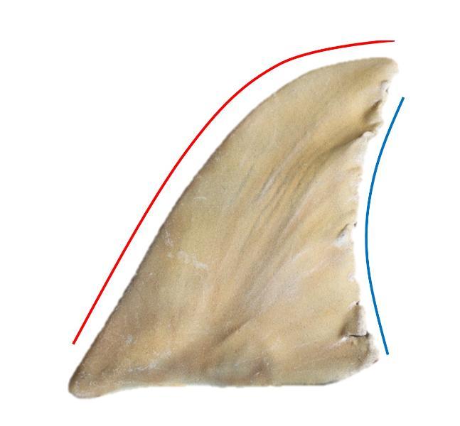 Identifying the 1st dorsal fin
