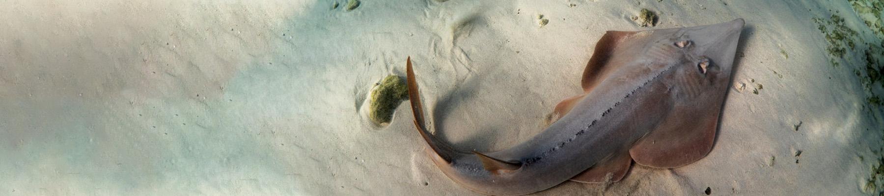 Giant Guitarfish Rhina ancylostoma. Photo: Danny Copeland