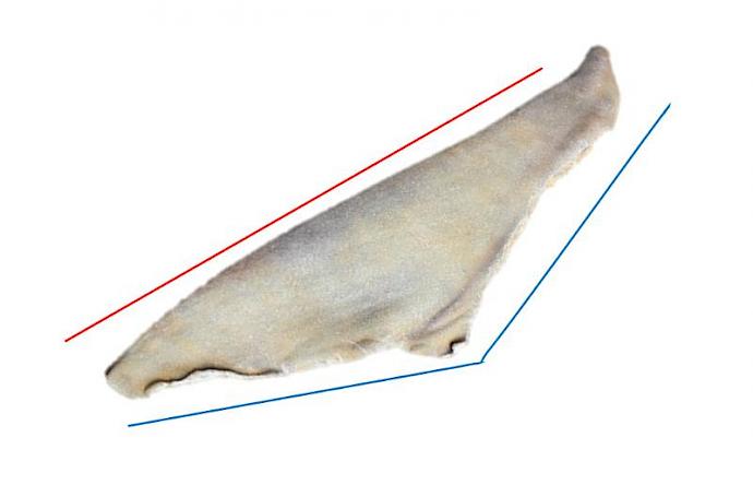 Identifying the 2nd dorsal fin
