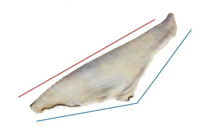 IDENTIFICATION DE LA 2E NAGEOIRE DORSALE