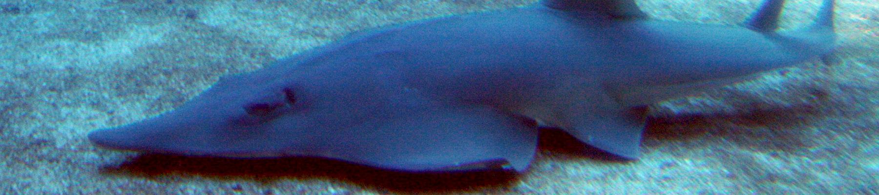 Wedgefish Rhina ancylostoma