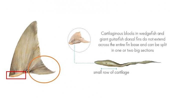 Identifying the dorsal fin