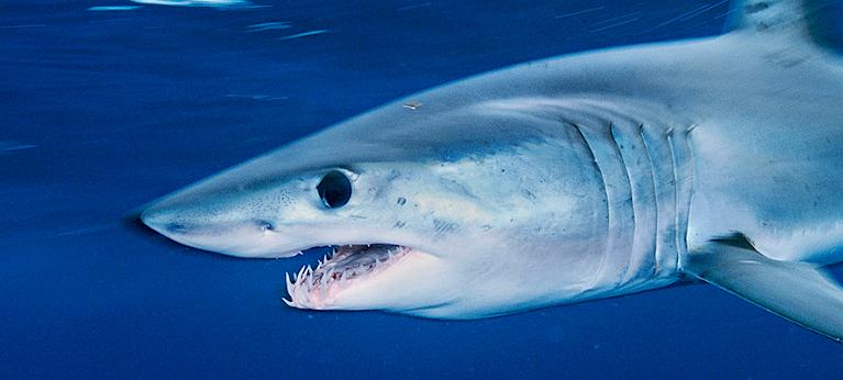 3D shark fins: Shortfin Mako dorsal fin - TRAFFIC - The Wildlife Trade  monitoring network
