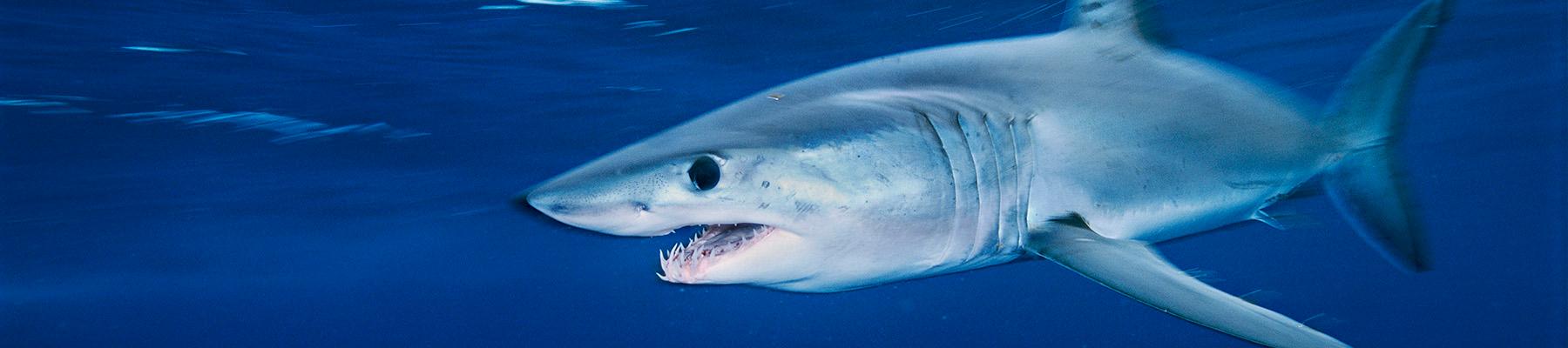 A Shortfin Mako Shark Isurus oxyrinchus. Photo:  Brian J. Skerry / National Geographic Stock / WWF