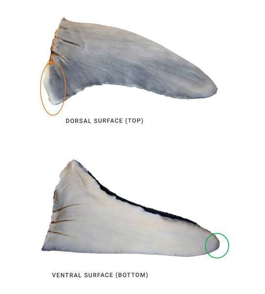 Identifying the pectoral fin
